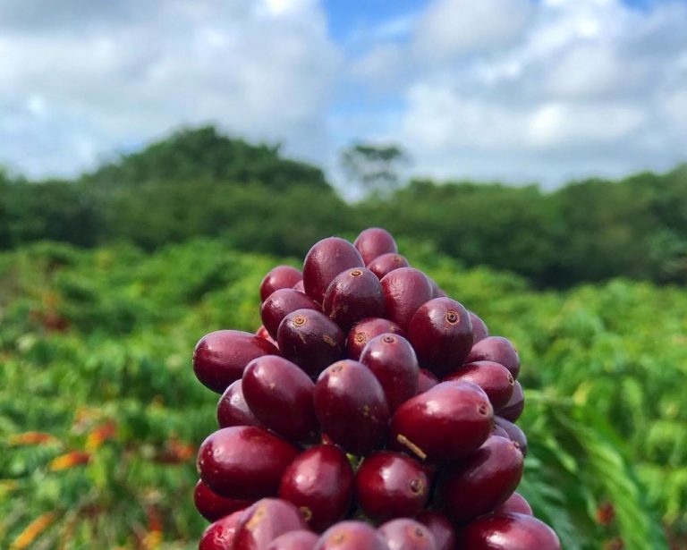 Café conilon teixeirense é reconhecido como melhor do Brasil