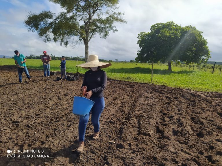 Seis unidades demonstrativas do PAT da Mandiocultura já foram implantadas em 2021