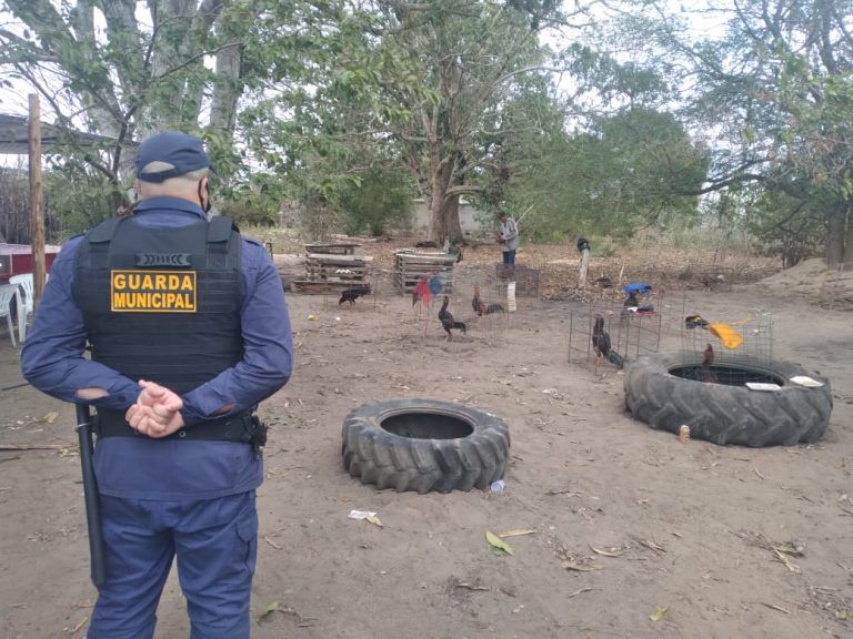 Após denúncia de maus-tratos, Guarda Municipal e PM encontra rinha de galo clandestina