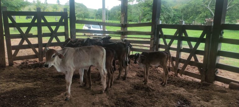 Programa inédito de melhoramento genético bovino é iniciado em Teixeira de Freitas; saiba como participar