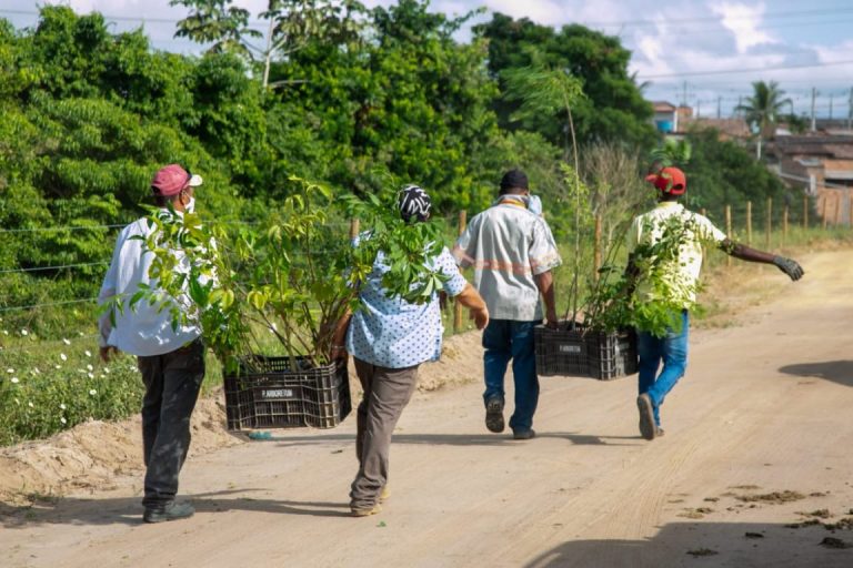 Saiba como participar da restauração de áreas florestais no Extremo Sul da Bahia