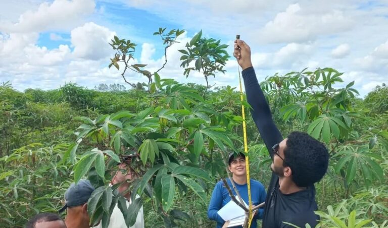 Produtividade da mandiocultura em comunidade teixeirense supera média nacional